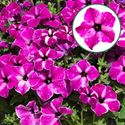 Afbeelding van Petunia P12 Circus Sky